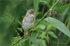 <p>RÁKOSNÍK VELKÝ (Acrocephalus arundinaceus) - jižní Morava --- /Great reed warbler – Drosselrohrsänger/</p>
